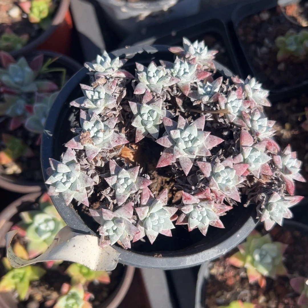 可爱白菊～一物一拍2240