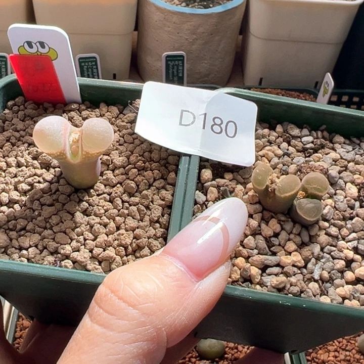 180。 靓靓专拍。