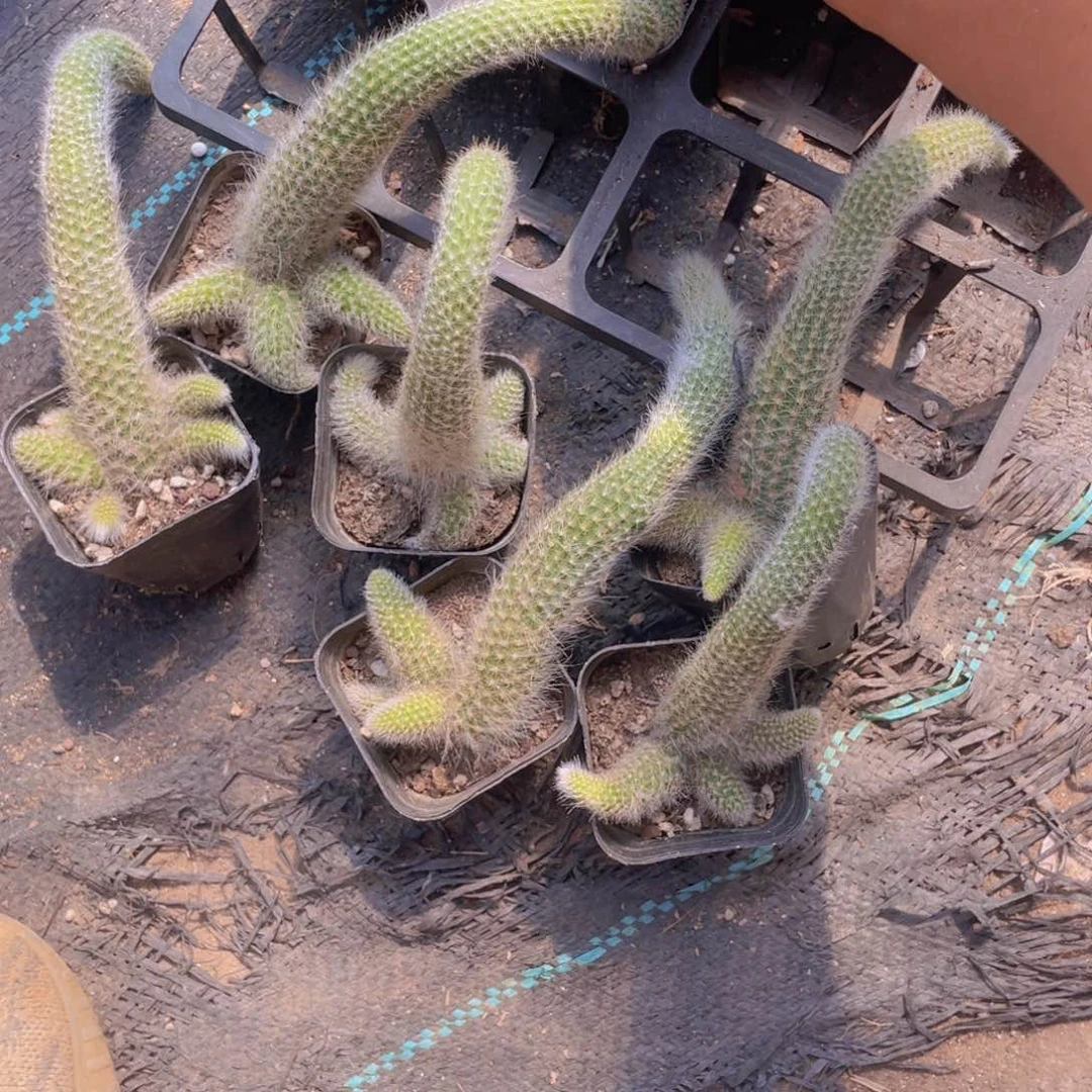 九尾狐小群6颗一组