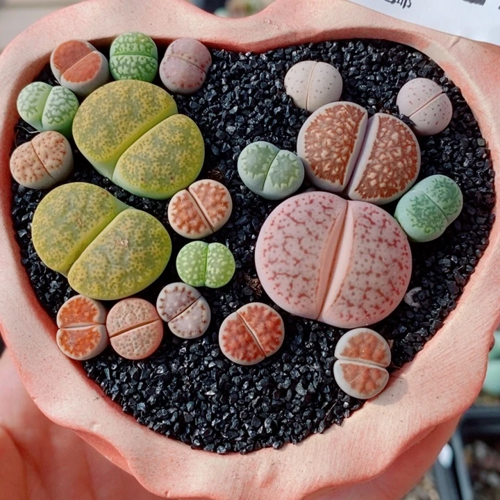 生石花花花花花花花827