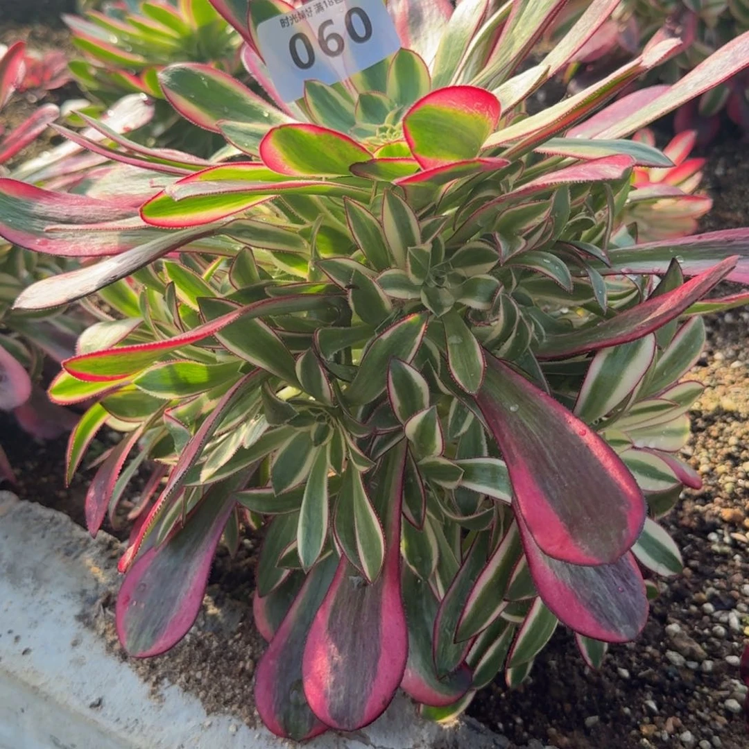 小**?060冰淇淋。多肉植物