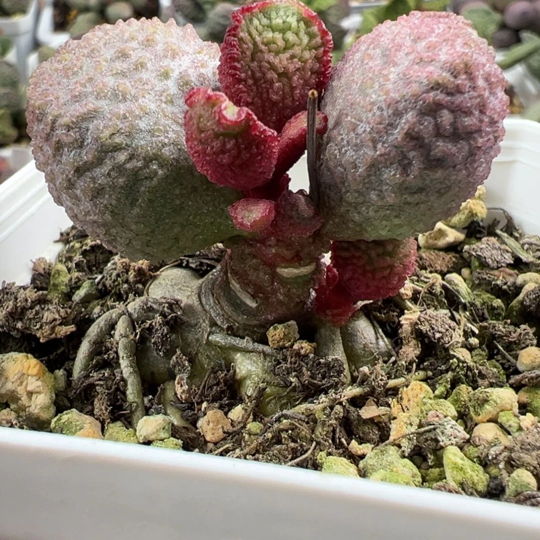 粉色圆球实生新品单头纯木质桩