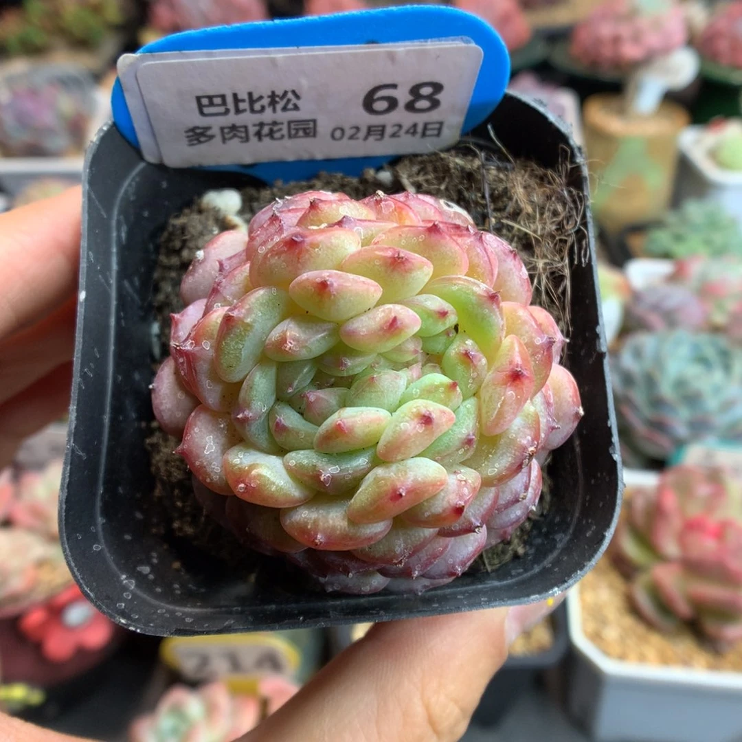 68白胖子缀化多肉
