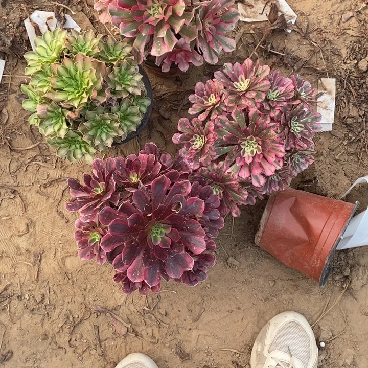 完全开放479美粉红铜白少化多肉植物