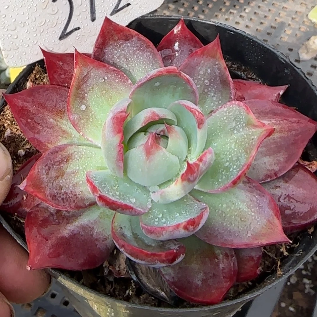 惊鸿一物一拍包装收缩花旱212