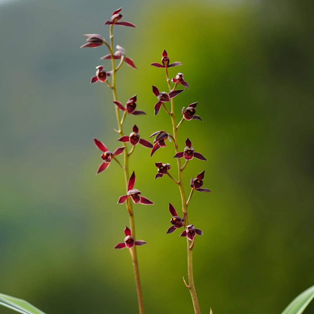 （兰香入梦）兰花精选兰花苗春兰建兰寒兰蕙兰浓香花苞花卉绿植盆景