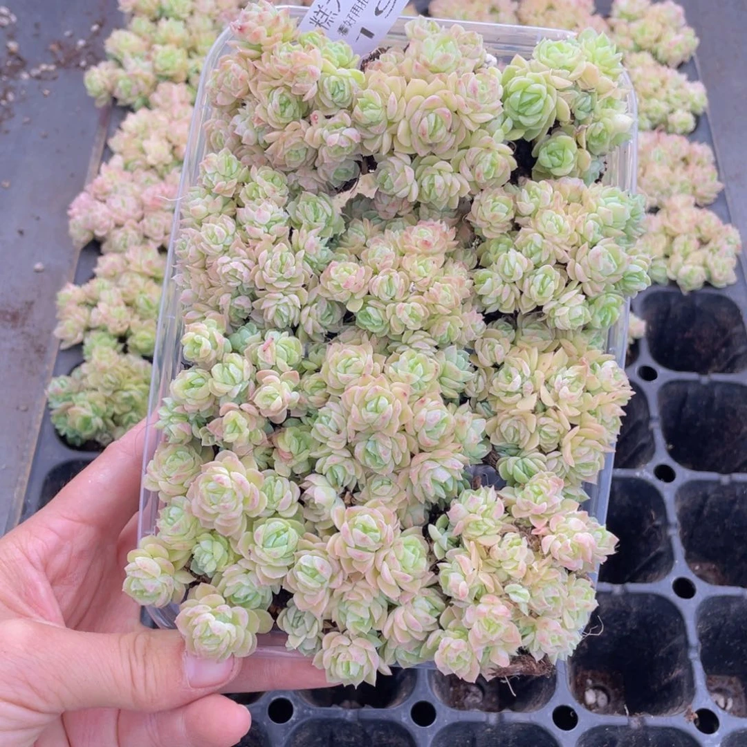 糕大上多肉植物191