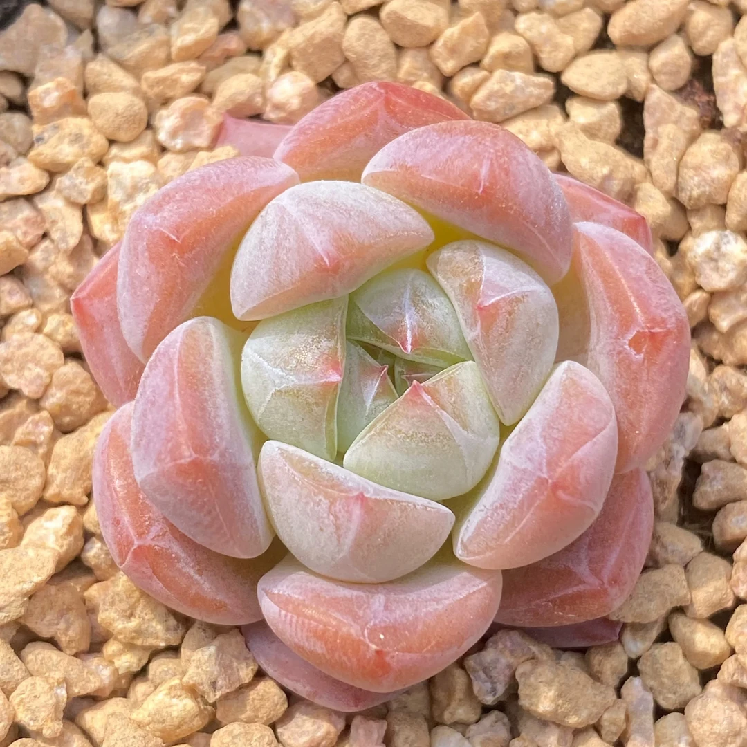 【满9.9包邮】厚梦单头5cm多肉植物以直播间展示为主