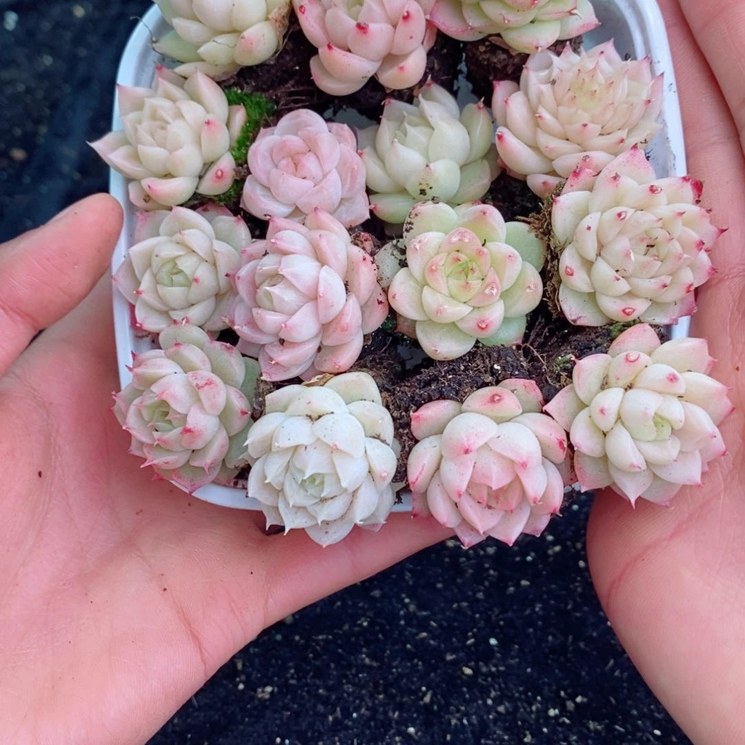 2-65 新疆西藏内蒙不发其他一单包邮两到三公分多肉