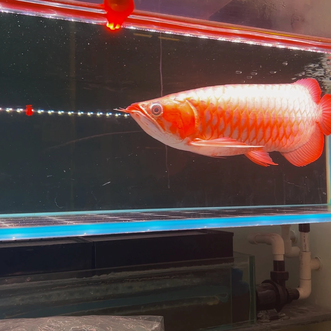 智***功海水鱼红龙观赏鱼热带鱼