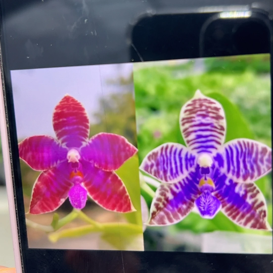 当前无花栽培后可以开花红交蓝路德