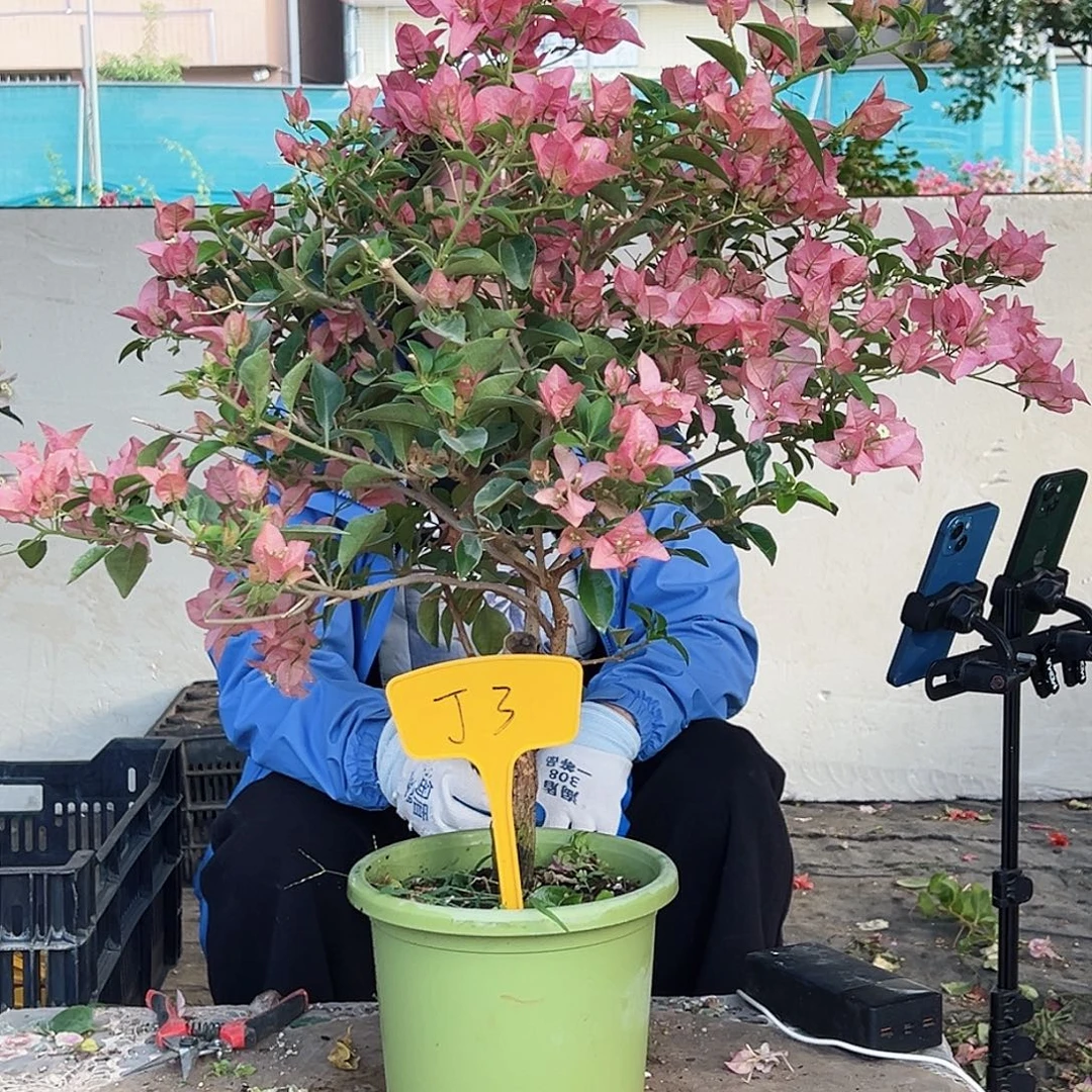 冷***妆大部分花苞少量开放Ｊ３卡雅塔