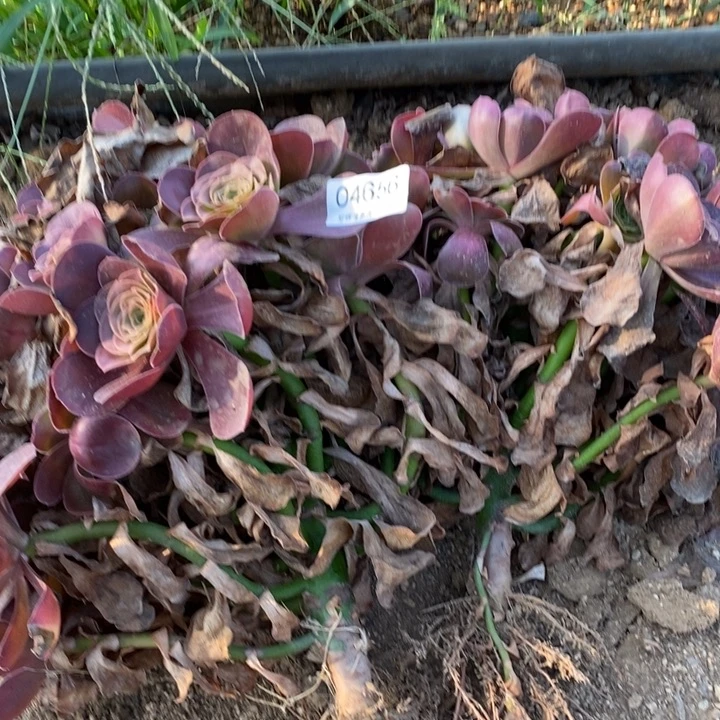 04656魅金玫瑰金多肉植物
