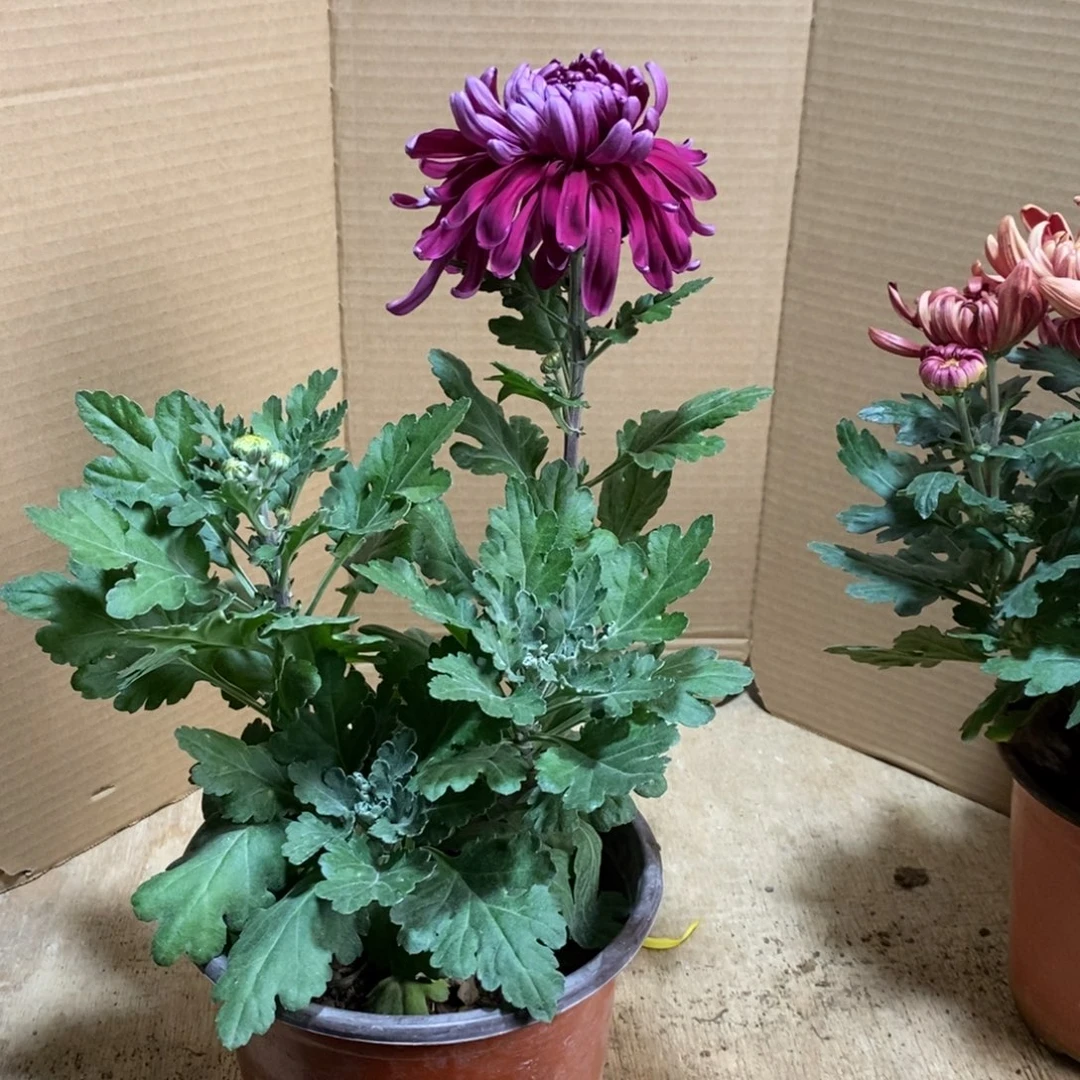 完全开放00000028