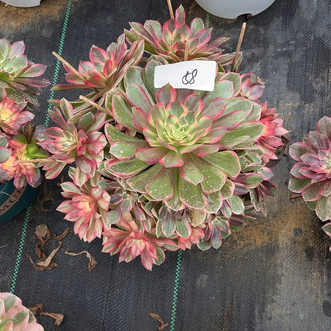 完全开放58111111111111111