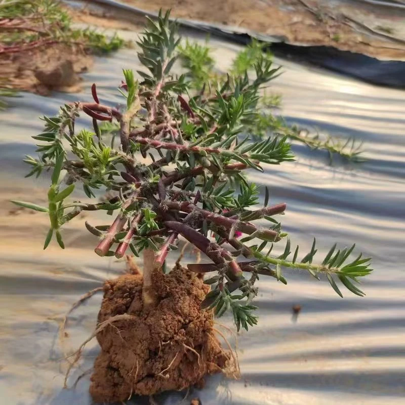 四季开花重瓣太阳花玫红老庄品种盆景带根原土发货直播选货好养