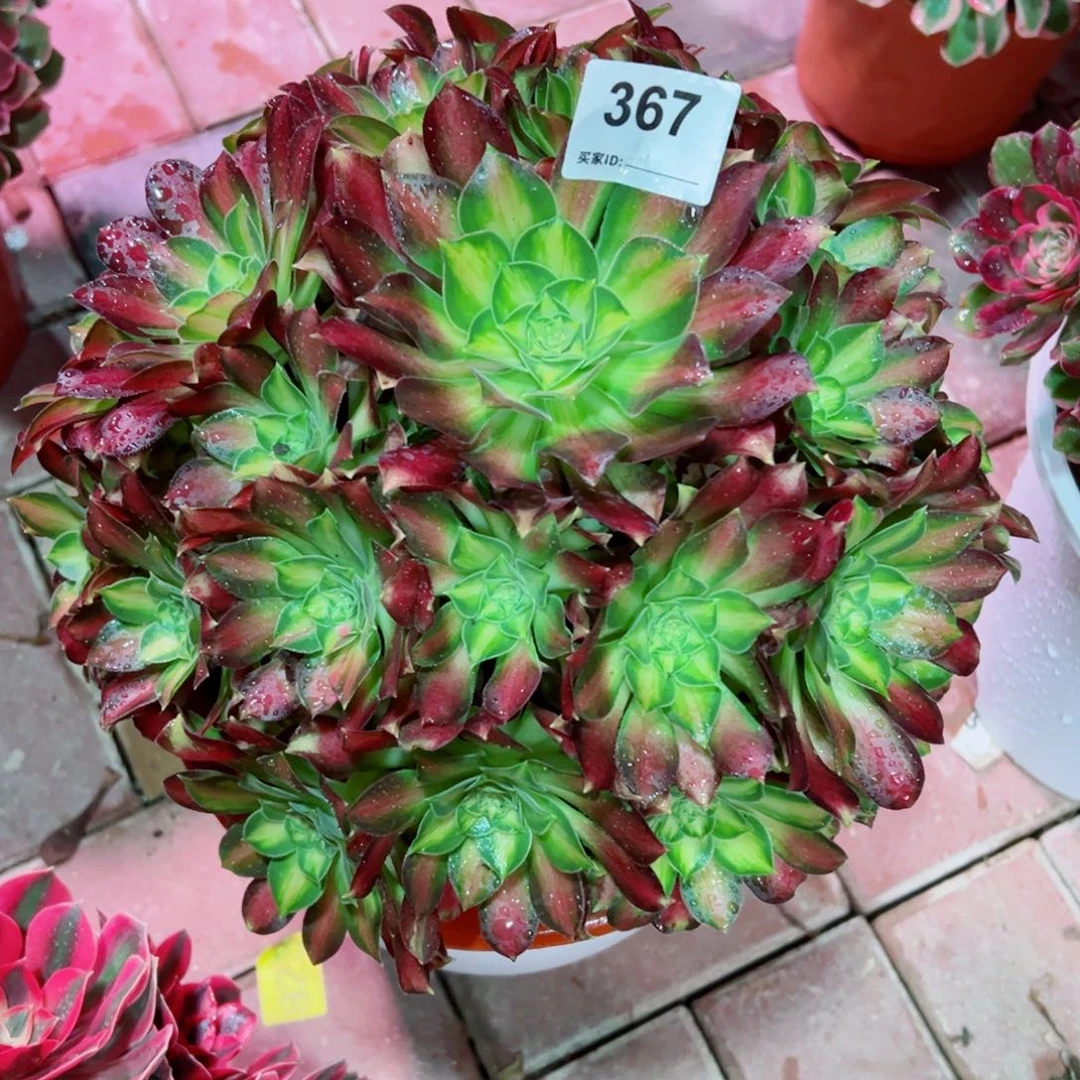 367韶华法师多肉植物
