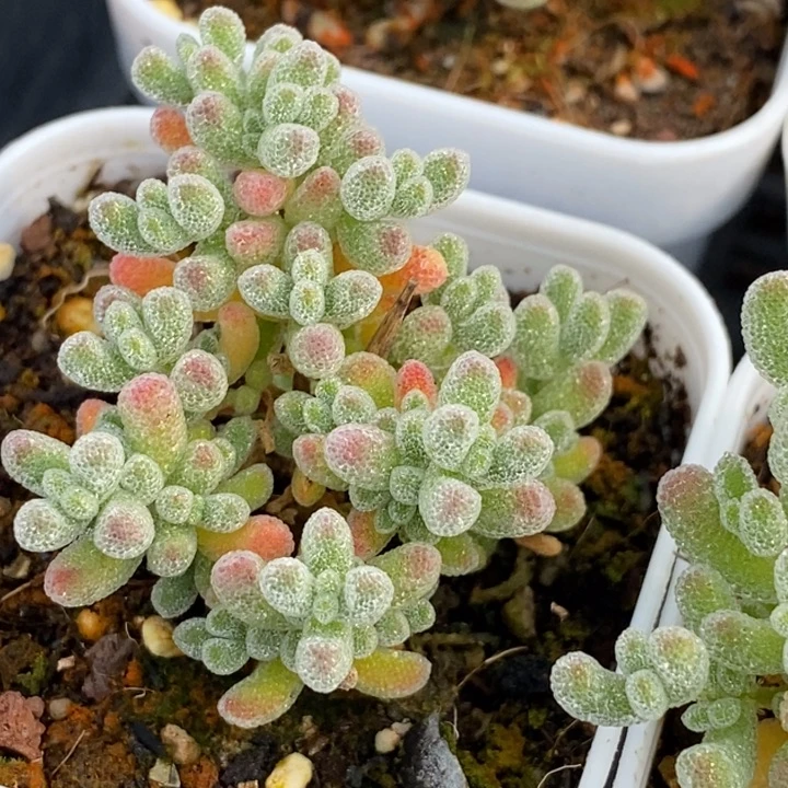 六****坊50二十五颗冰晶。