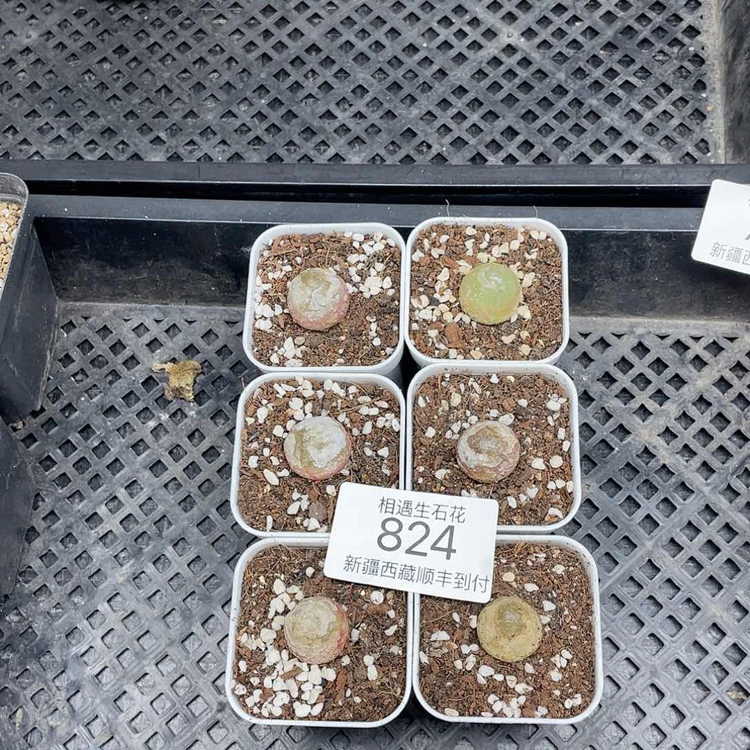 相遇开播福利824