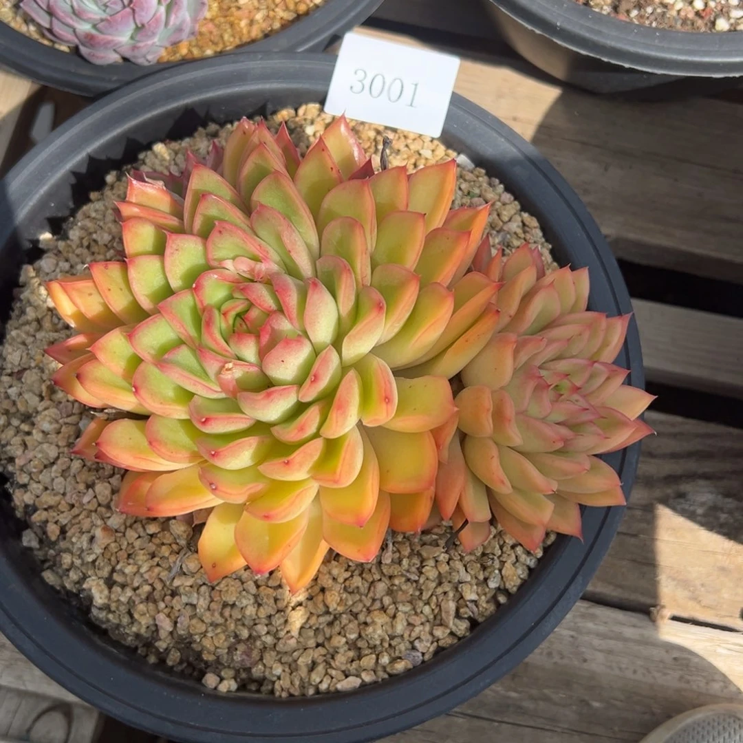 与***?3001多肉多多多多多