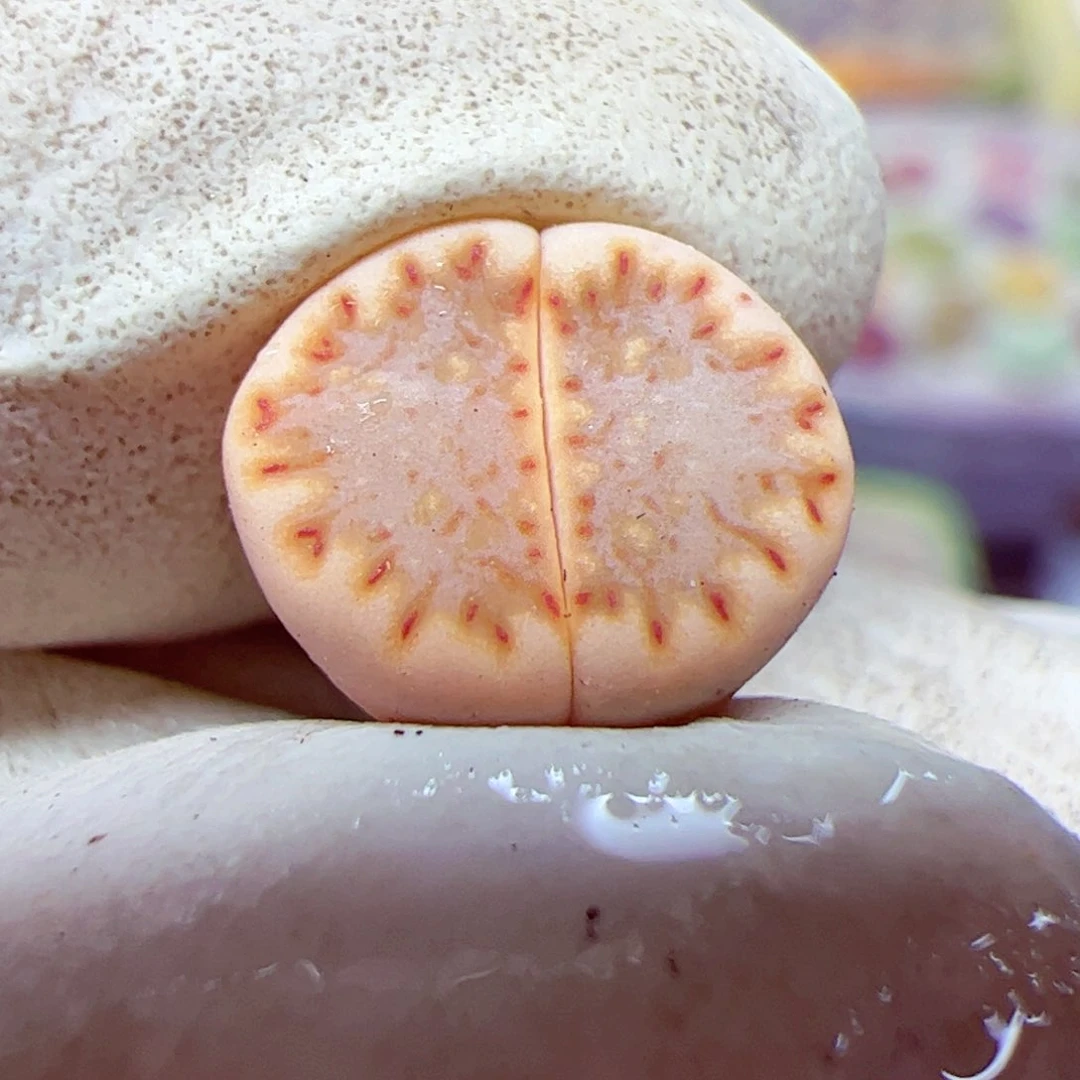 113优秀的肉肉20