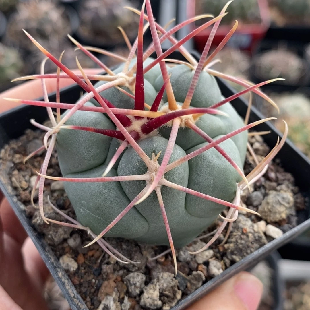 春***来934太刺绯冠龙植播园艺