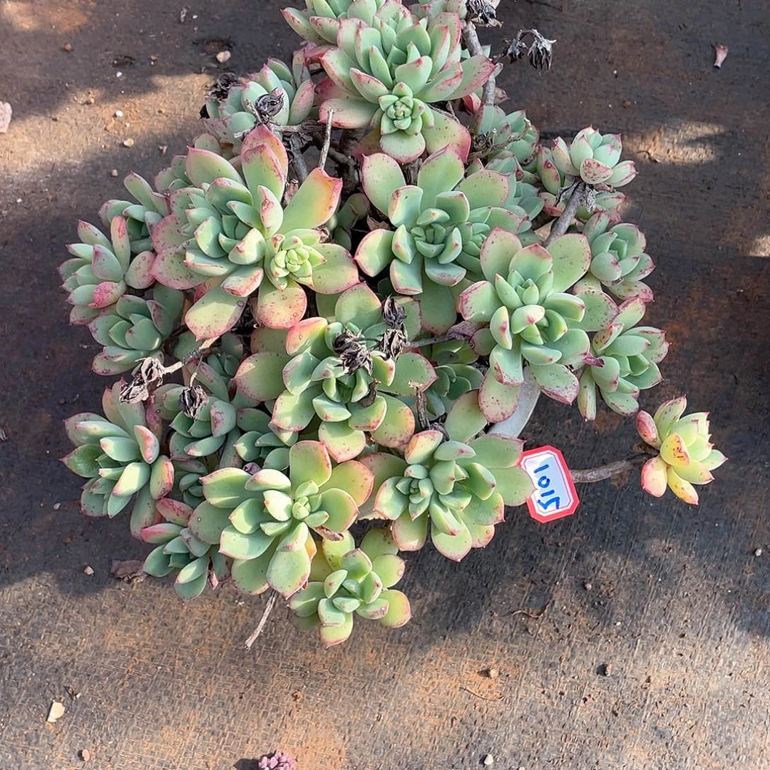 1015红化妆 一物一拍多肉