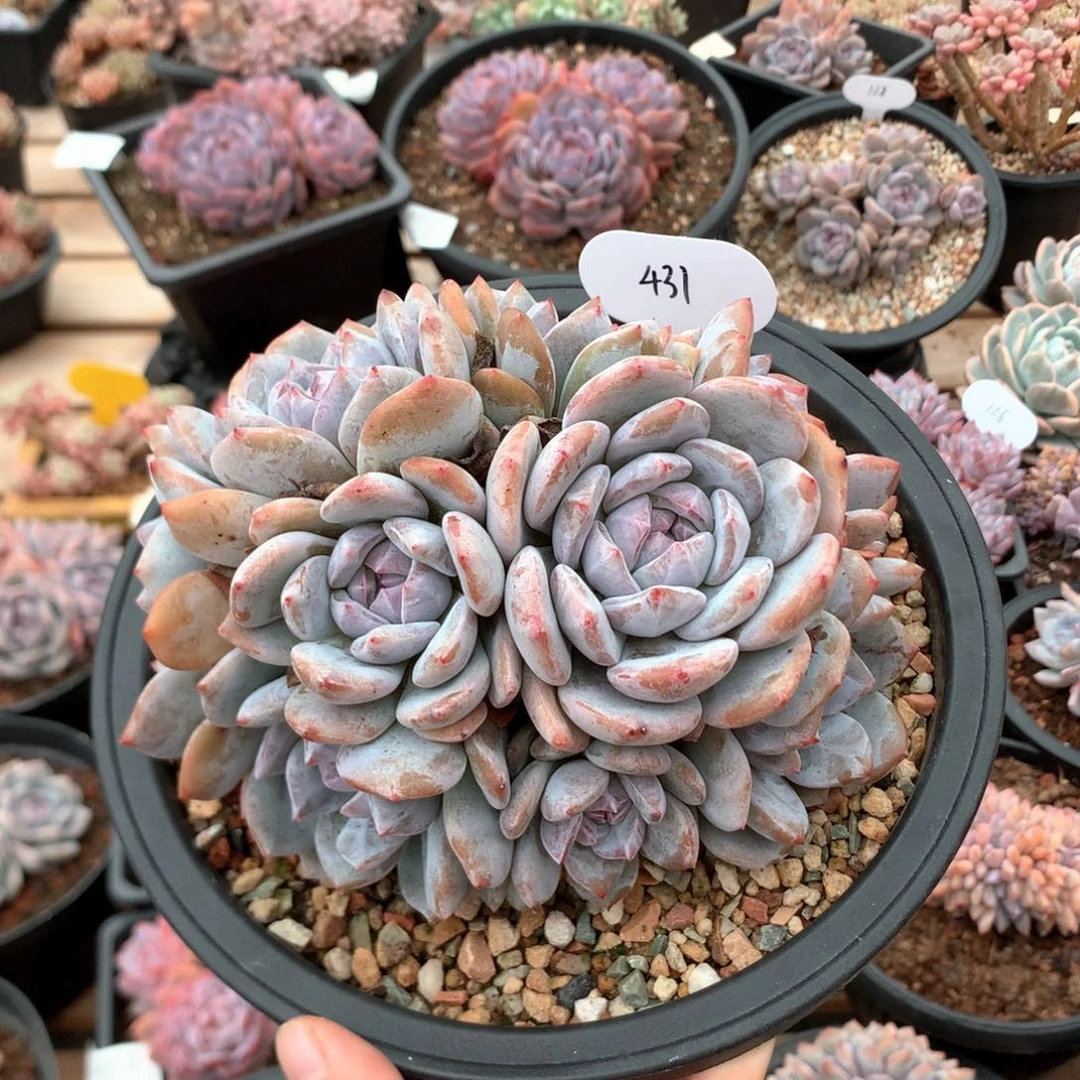 15厘米有砍12头石榴籽 潜力股 431