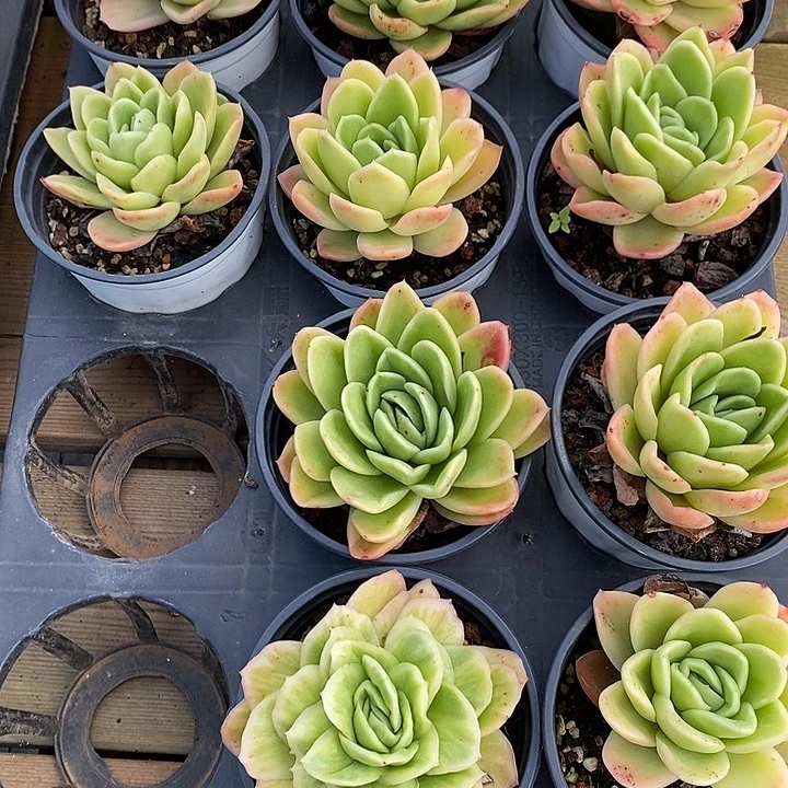 单头冰玫瑰。福利多多