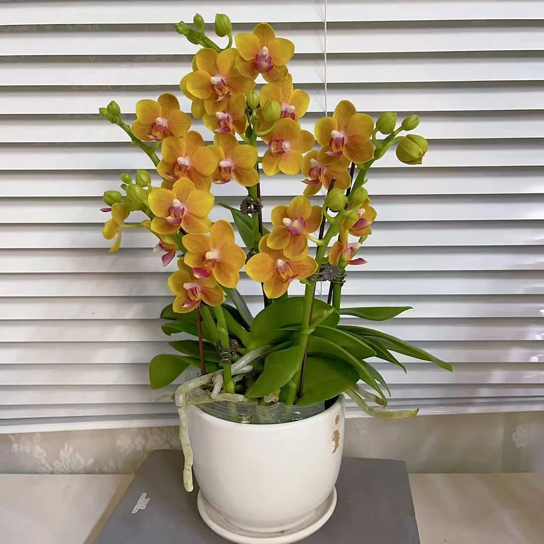 【金锁】 精品蝴蝶兰 小众品种 稀缺色系 高端花卉  花色鲜艳