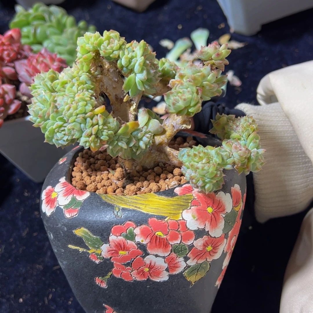 橘子汽水冰魄缀微瑕40朵朵缀