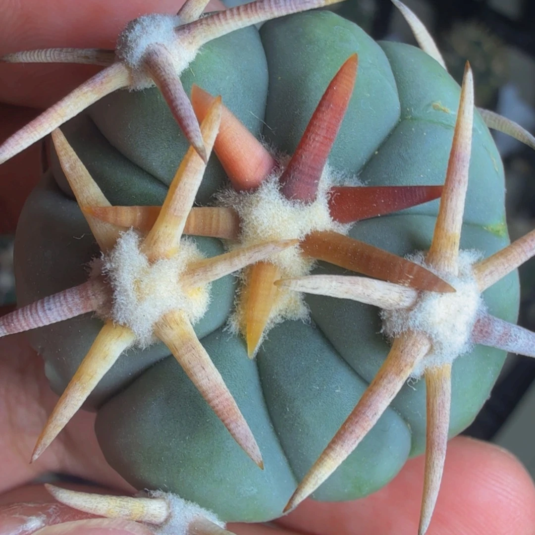 日系白刺翠平 实生