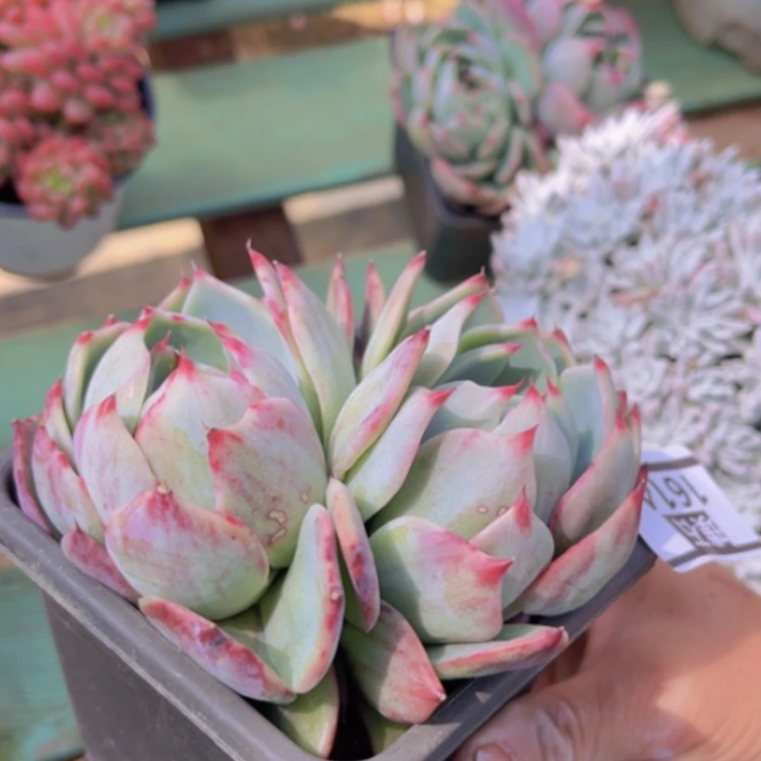 【闪购商品】惊鸿仙子1614