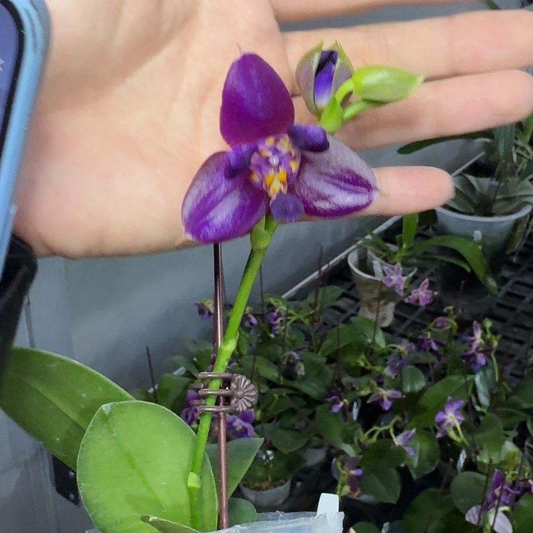 当前无花栽培后可以开花青铜面具 2.5 变异株