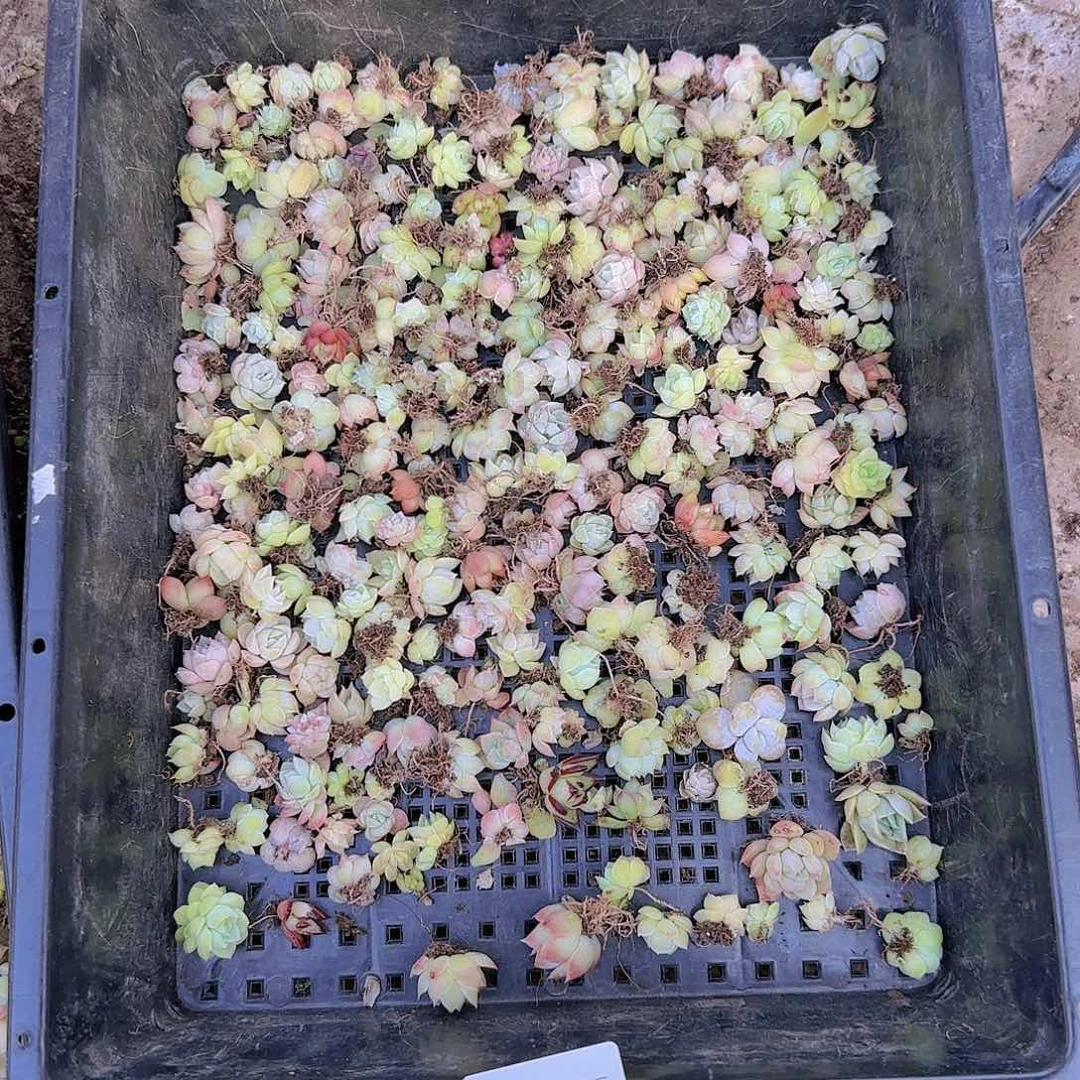 直播一物一拍多肉25