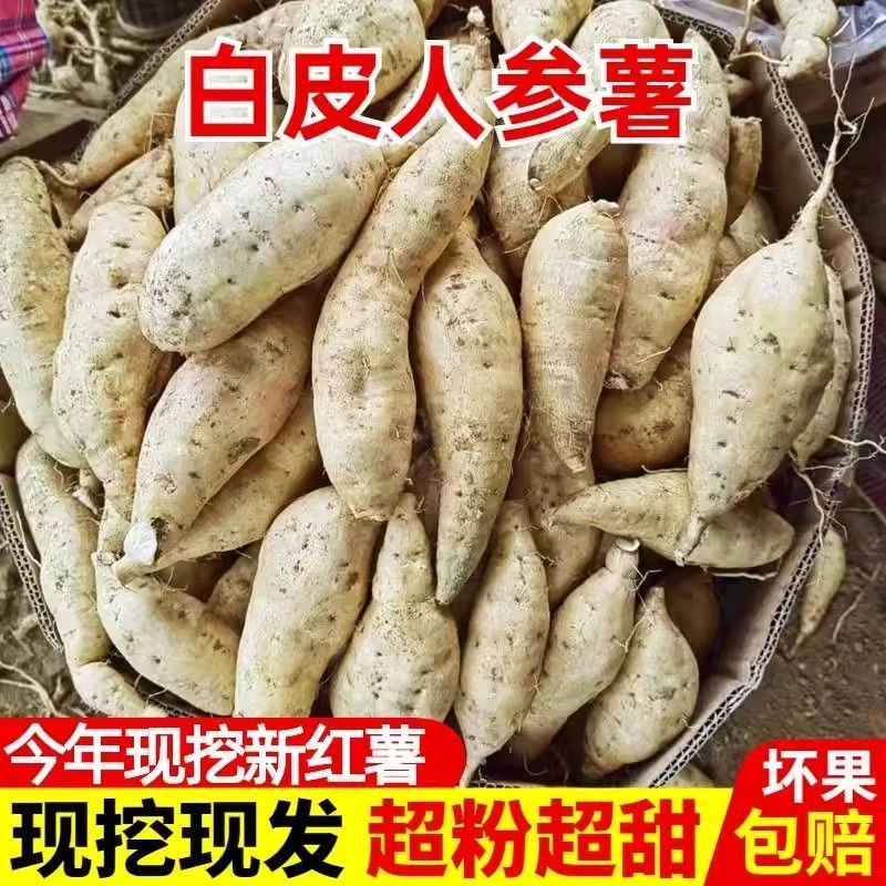 新鲜现挖白皮白心牛奶薯粉糯香甜板栗味红薯