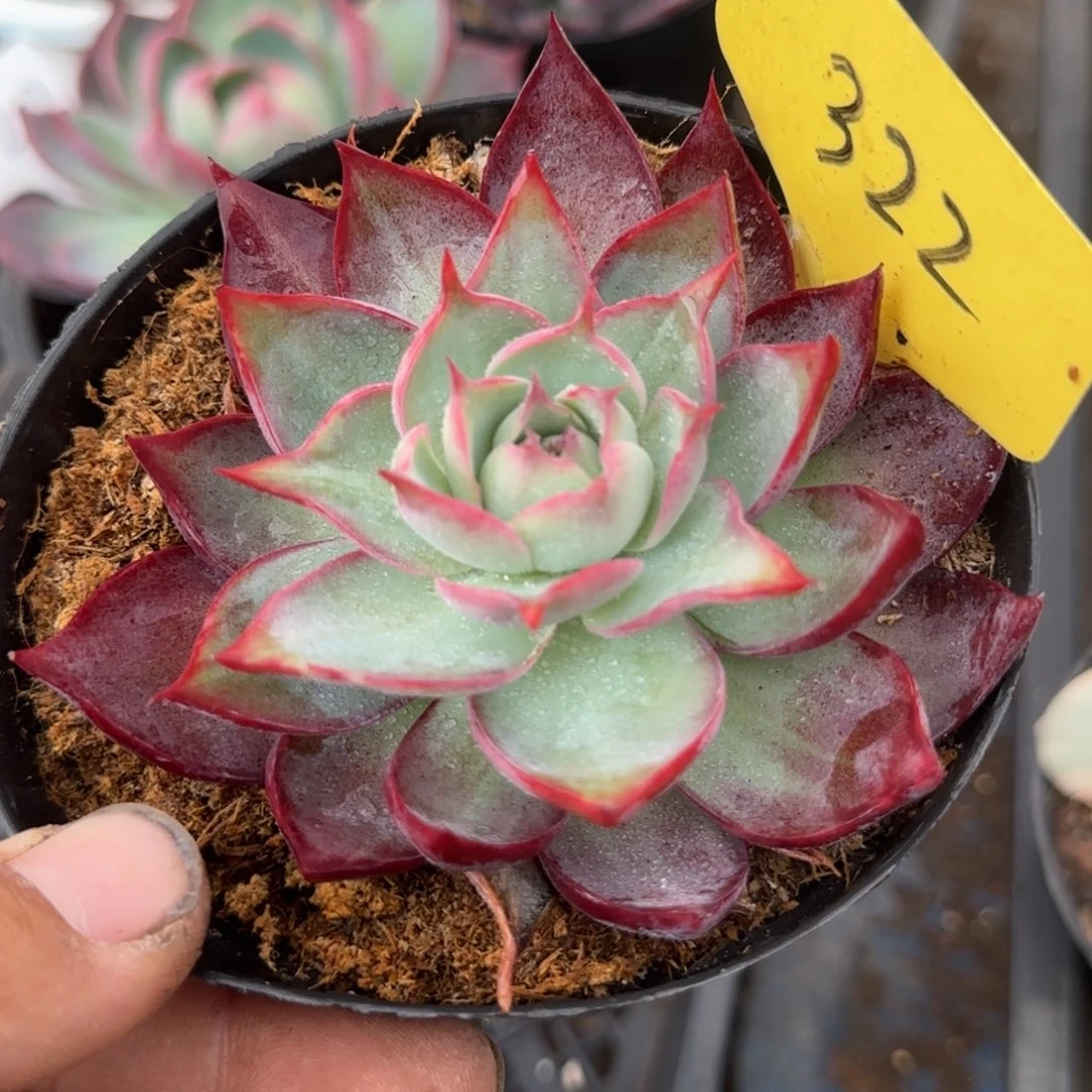 喇叭惊鸿一物一拍包装收缩花旱322