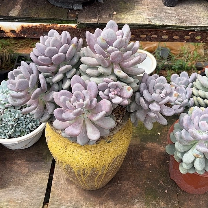 清***桔月美人大群，一物一拍