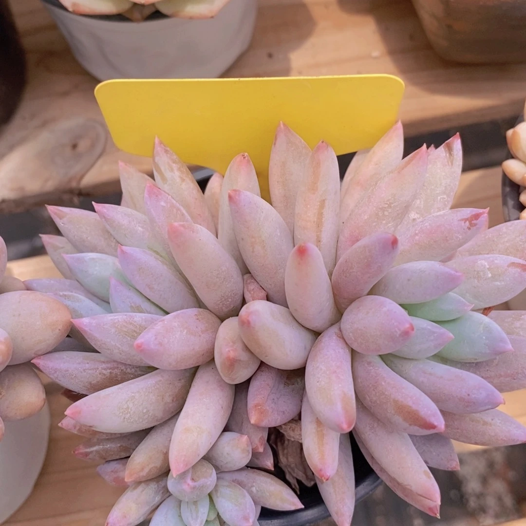 开心多肉，一物一拍，节日快乐