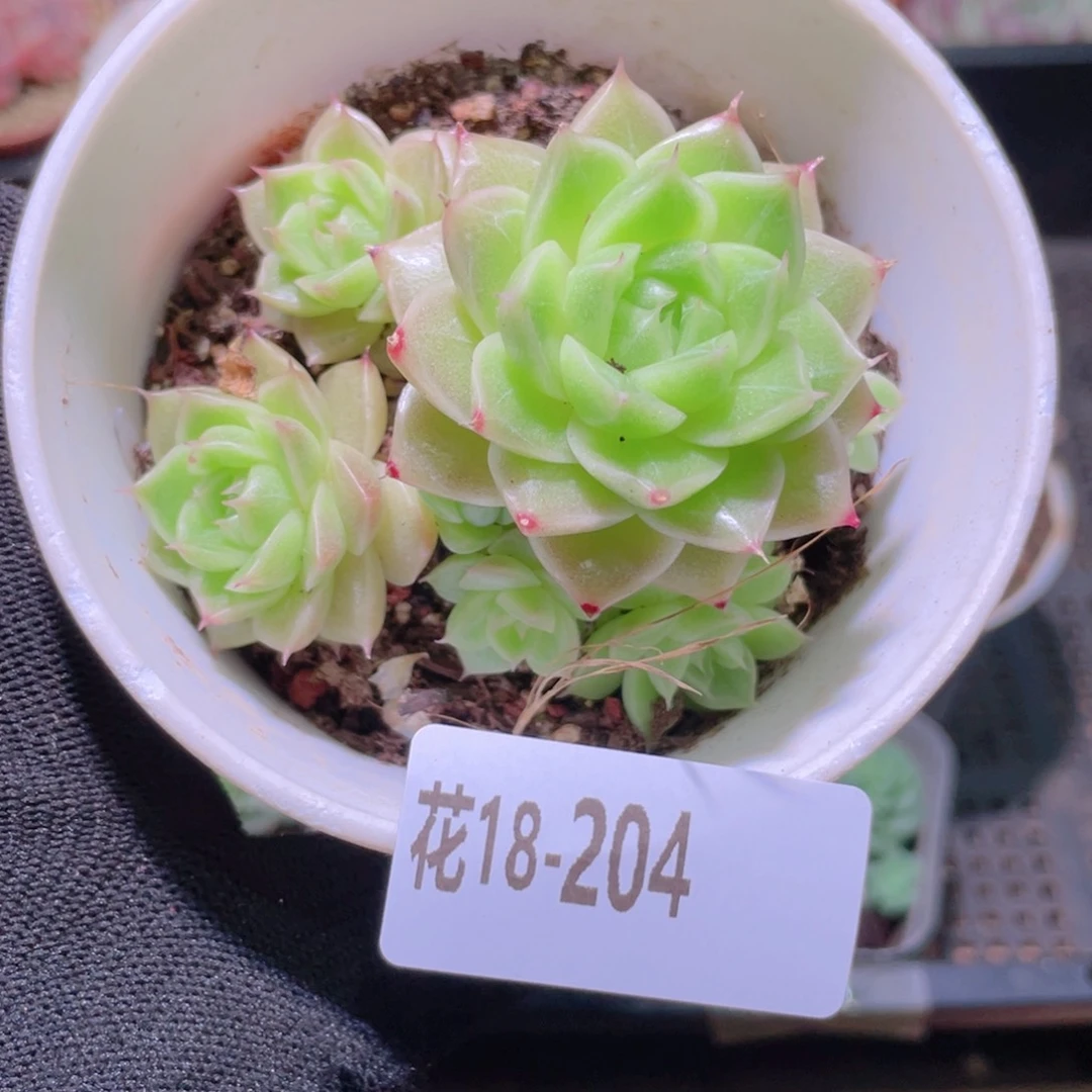 花利美18-204麦秆