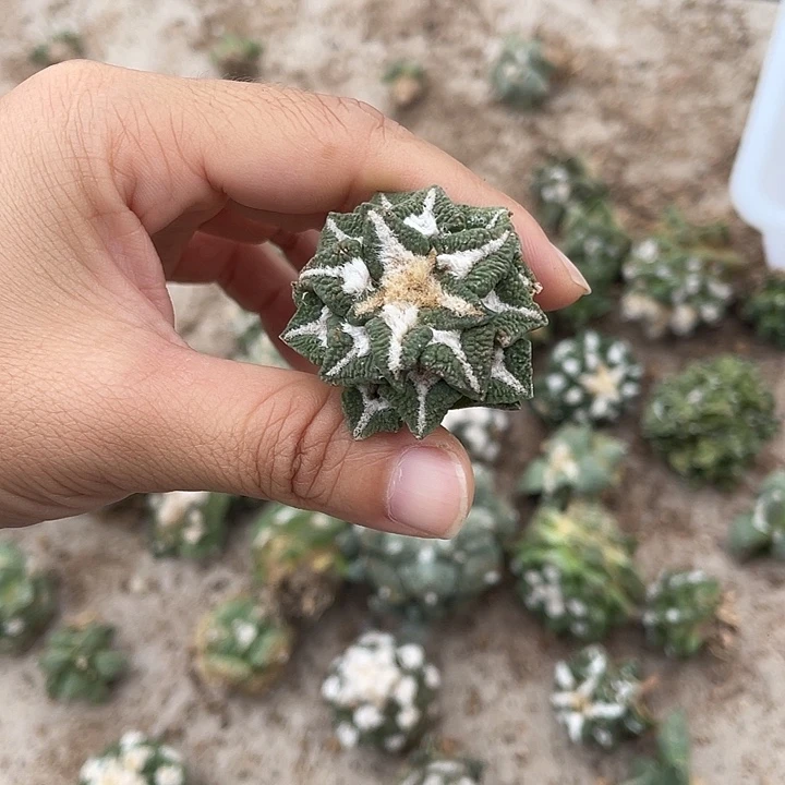 ****笑自根大尤黑特价福利