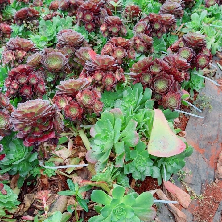 海王七彩嫁接捧花啊