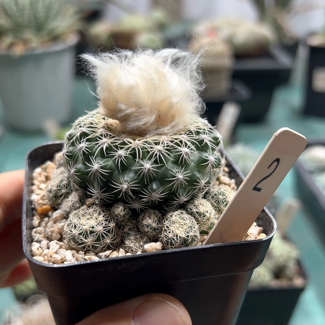 比氏圆盘玉 侧芽繁殖脱土发货