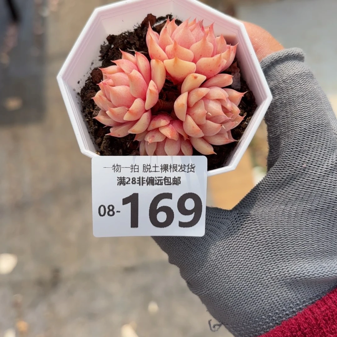 苯吧多肉多肉多肉多肉