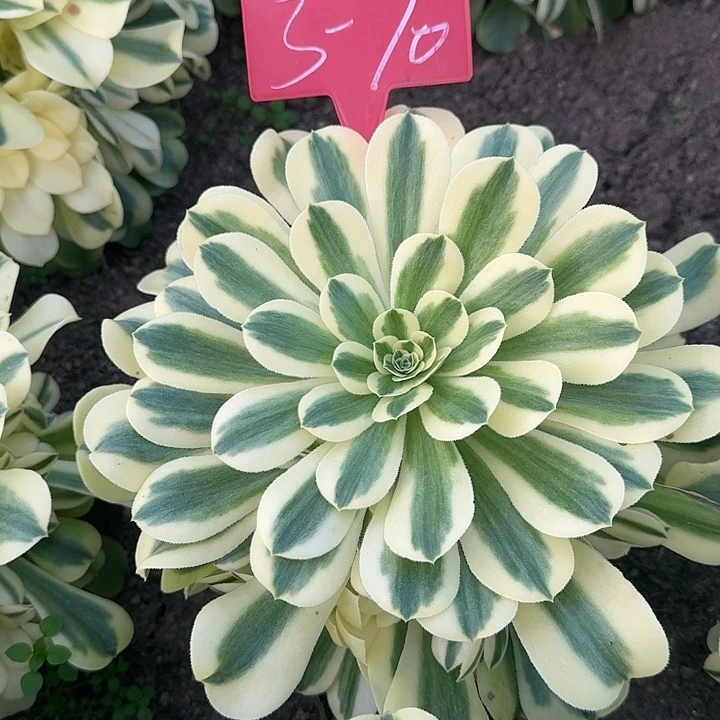 L***?3-70辛尼亚多肉法师