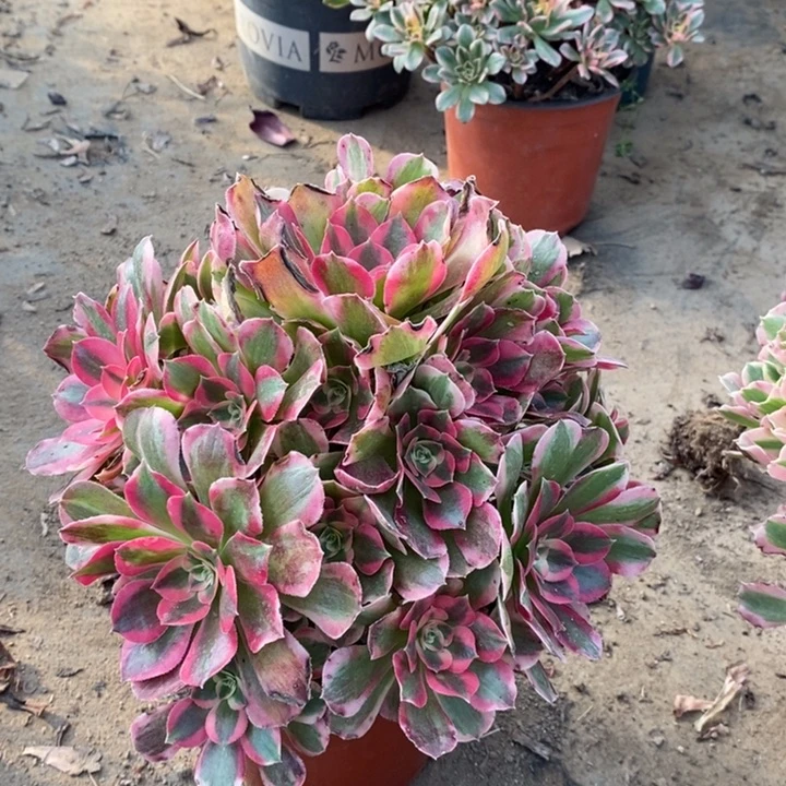 粉女巫多肉植物22