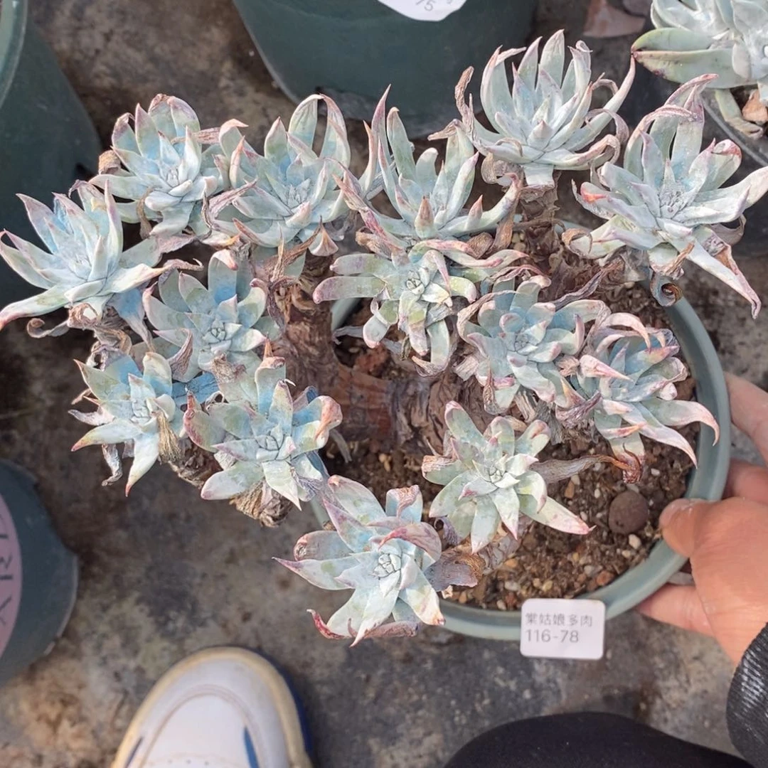 78号白菊杂瑕疵瑕疵