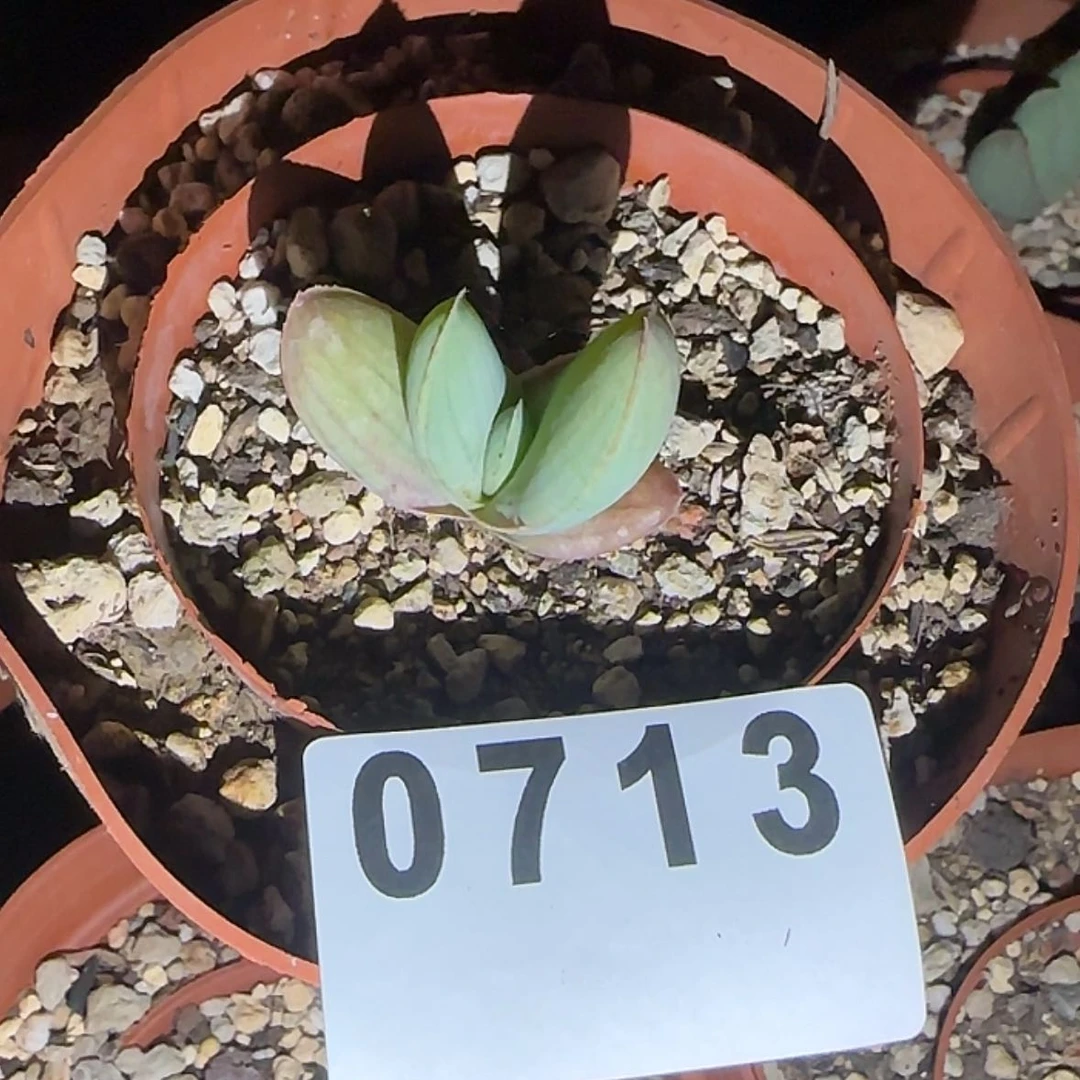 【闪购商品】嘟**气块根植物