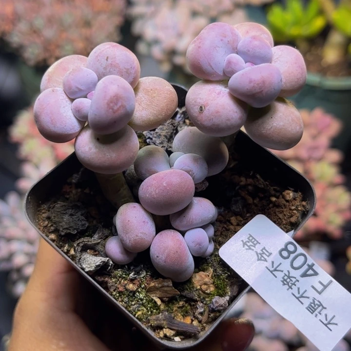 芭比奶酪408/7cm多肉