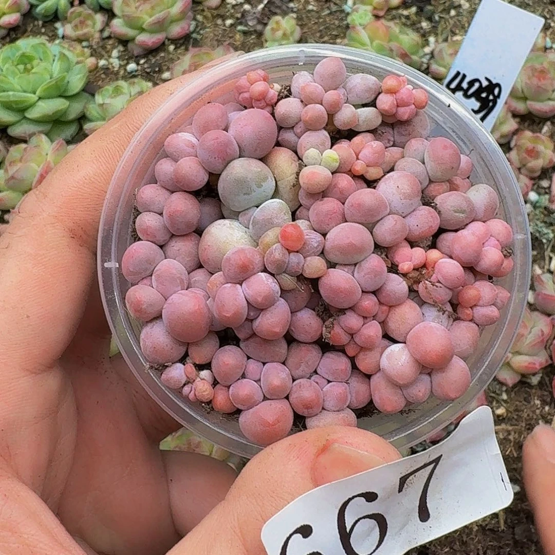多肉植物多肉植物667